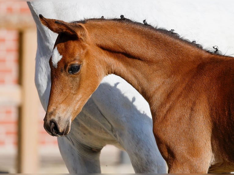 Duitse rijpony Merrie  Bruin in Ganderkesee