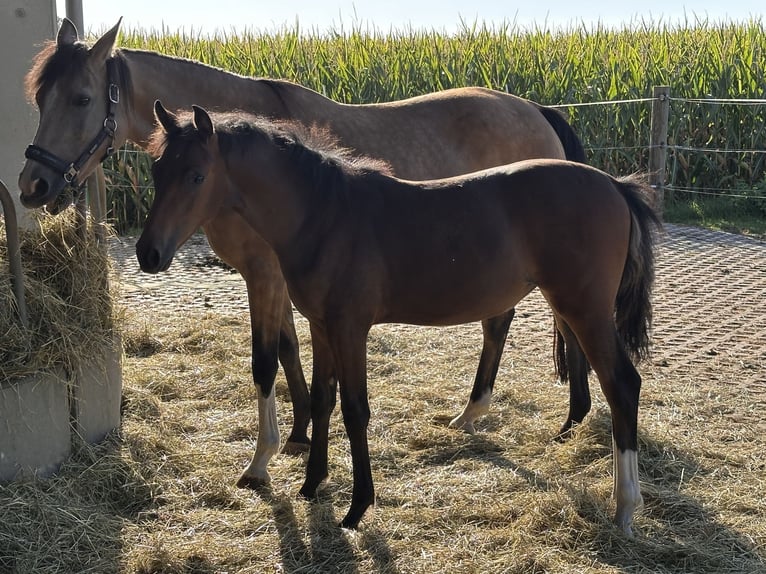 Duitse rijpony Merrie Veulen (03/2026) Bruin in Markt Schwaben
