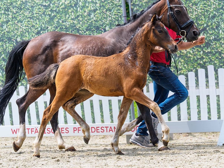 Duitse rijpony Merrie Veulen (04/2026) Bruin in Mnster-Handorf