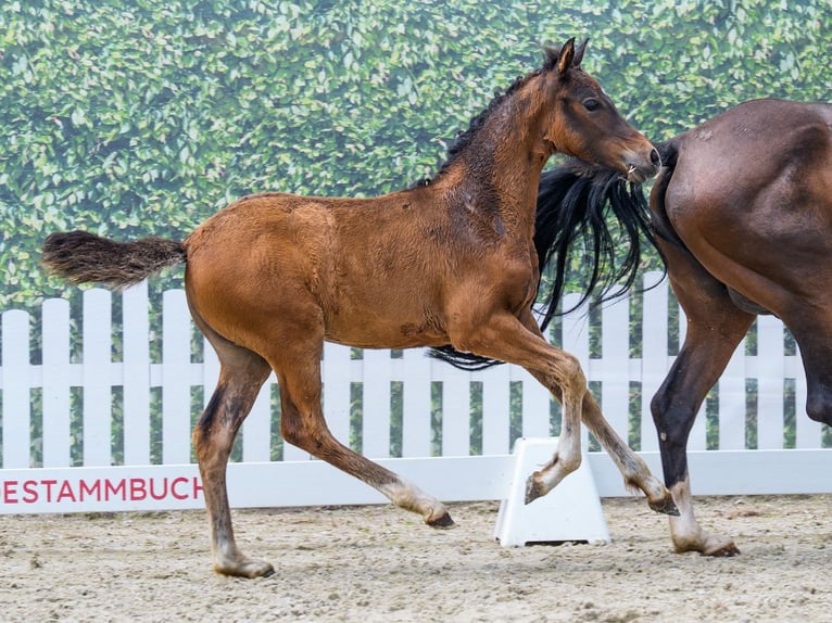 Duitse rijpony Merrie Veulen (04/2026) Bruin in Mnster-Handorf