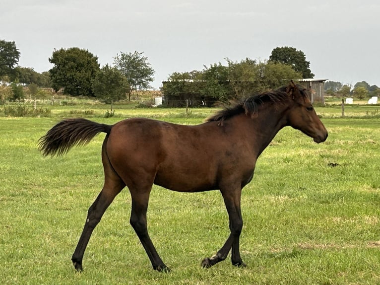 Duitse rijpony Merrie Veulen (03/2025) Bruin in Rosenau