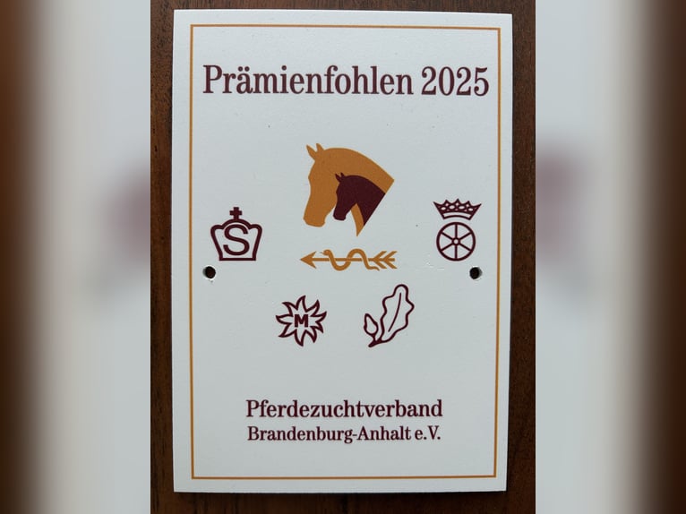 Duitse rijpony Merrie Veulen (03/2025) Bruin in Rosenau