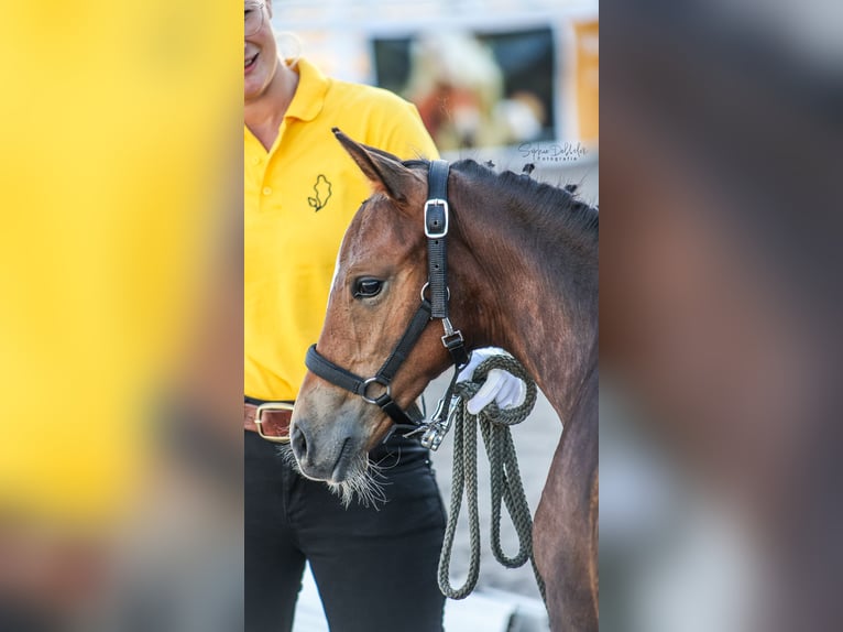 Duitse rijpony Merrie Veulen (05/2026) Bruin in Buxtehude
