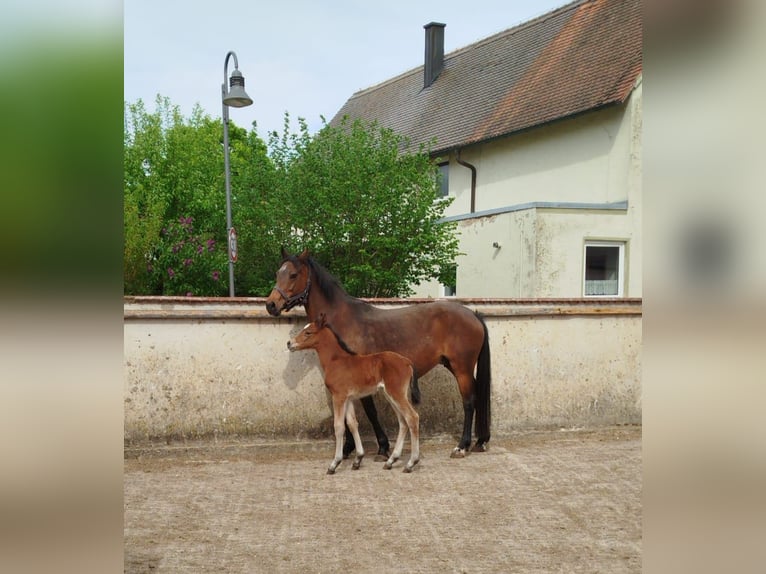Duitse rijpony Merrie Veulen (05/2026) Bruin in Maihingen
