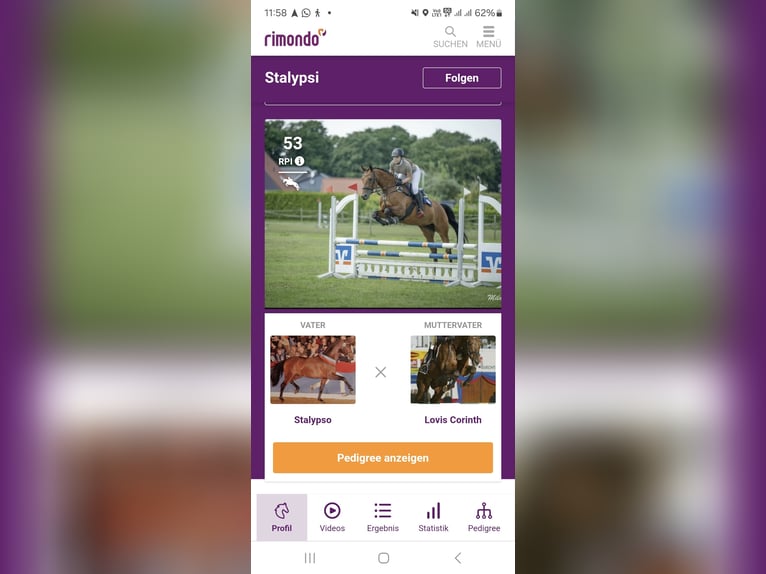 Duitse rijpony Merrie  Bruin in Ostrhauderfehn