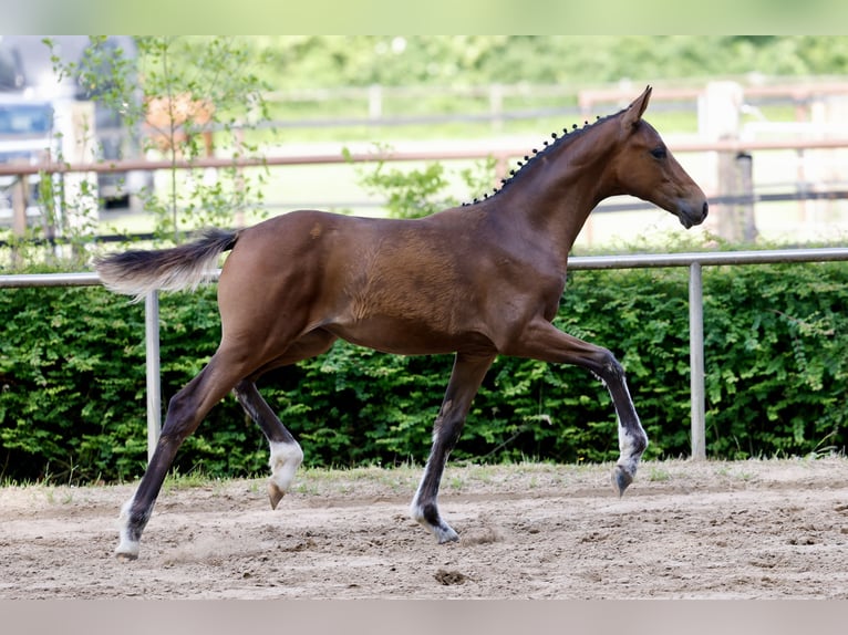 Duitse rijpony Merrie Veulen (03/2026) Bruin in Twistringen