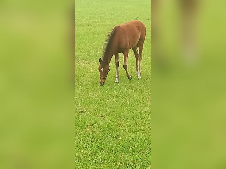 Duitse rijpony Merrie Veulen (03/2026) Bruin in Vreden