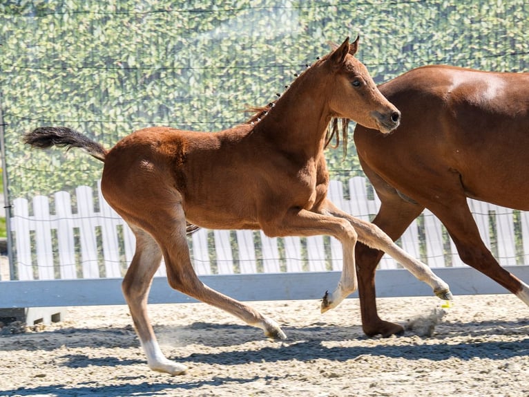 Duitse rijpony Merrie Veulen (03/2026) Bruin in Wettringen