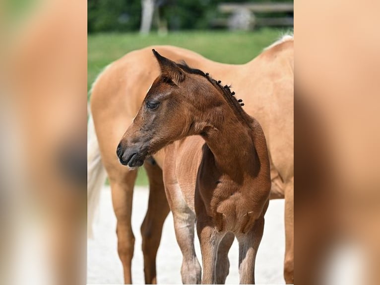 Duitse rijpony Merrie Veulen (05/2025) Bruin in Zangberg