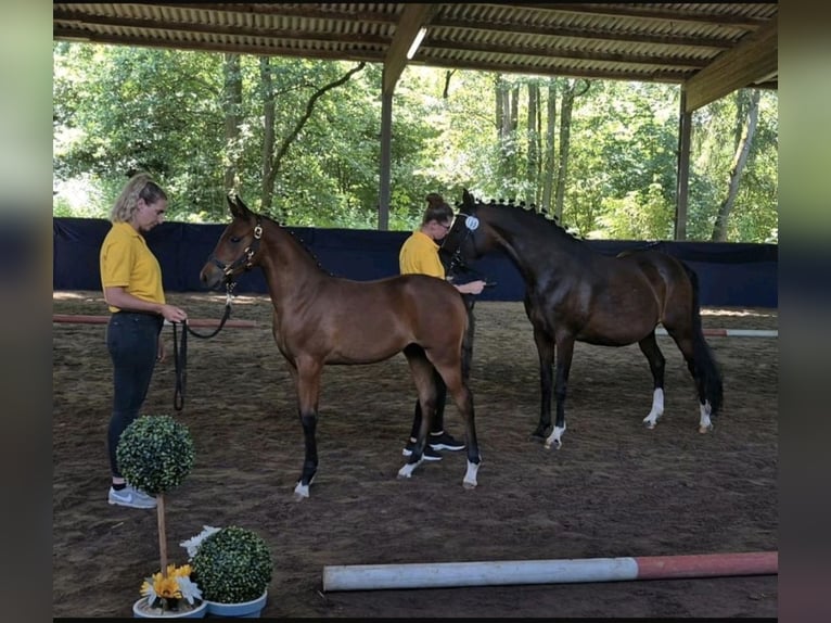 Duitse rijpony Merrie Veulen (03/2026) Bruin in Algermissen