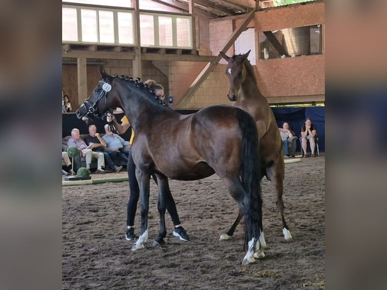 Duitse rijpony Merrie Veulen (03/2026) Bruin in Algermissen
