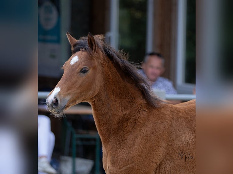 Duitse rijpony Merrie Veulen (04/2026) Bruin in Gebroth