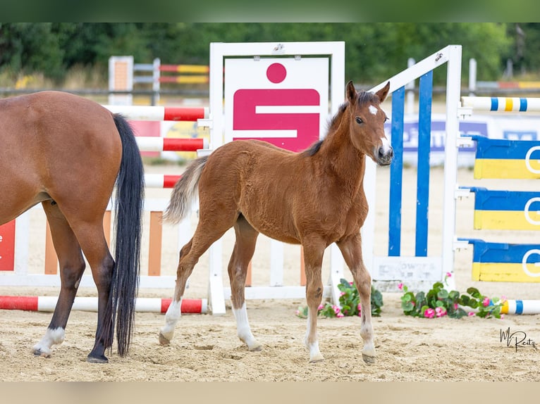 Duitse rijpony Merrie Veulen (04/2026) Bruin in Gebroth