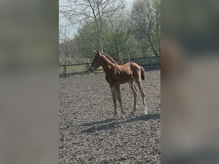 Duitse rijpony Merrie Veulen (04/2026) Bruin in Maulbronn