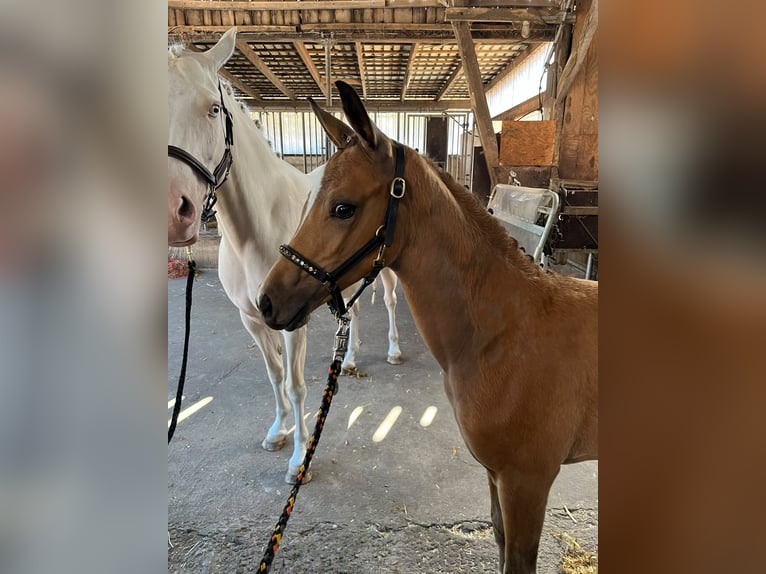 Duitse rijpony Merrie Veulen (05/2026) Buckskin in Lingen
