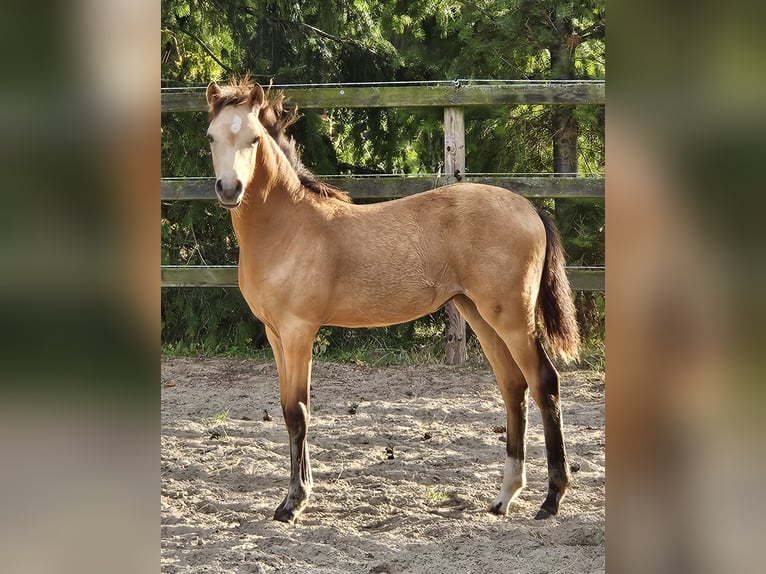 Duitse rijpony Merrie veulen (03/2024) Buckskin in Bruchhausen-Vilsen