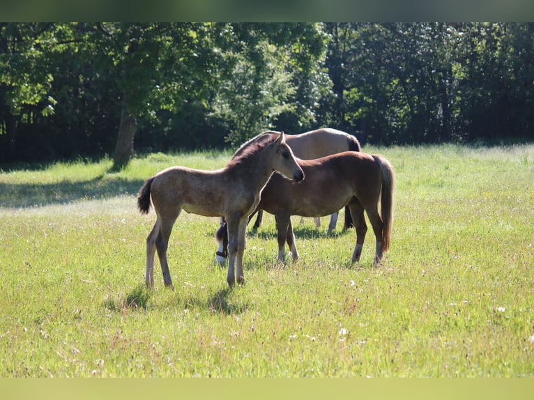 Duitse rijpony Merrie Veulen (03/2026) Buckskin in GöttingenGöttingen