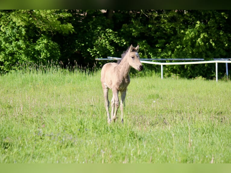 Duitse rijpony Merrie Veulen (03/2026) Buckskin in GöttingenGöttingen