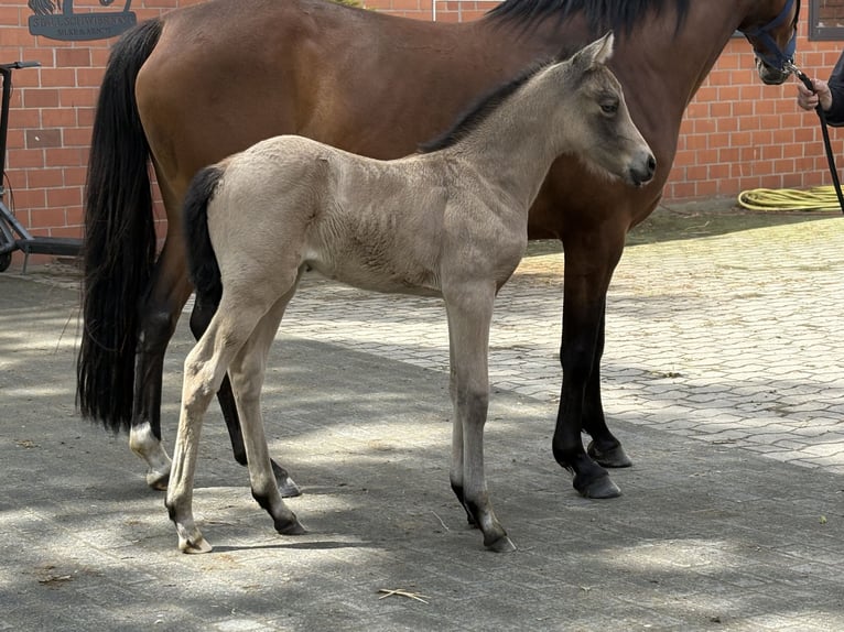 Duitse rijpony Merrie Veulen (05/2026) Buckskin in Barver