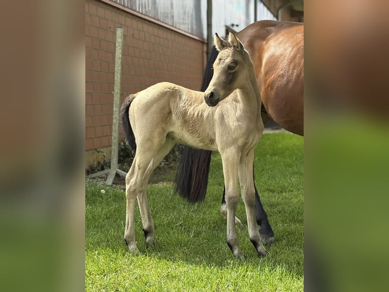Duitse rijpony Merrie Veulen (05/2026) Buckskin in Barver