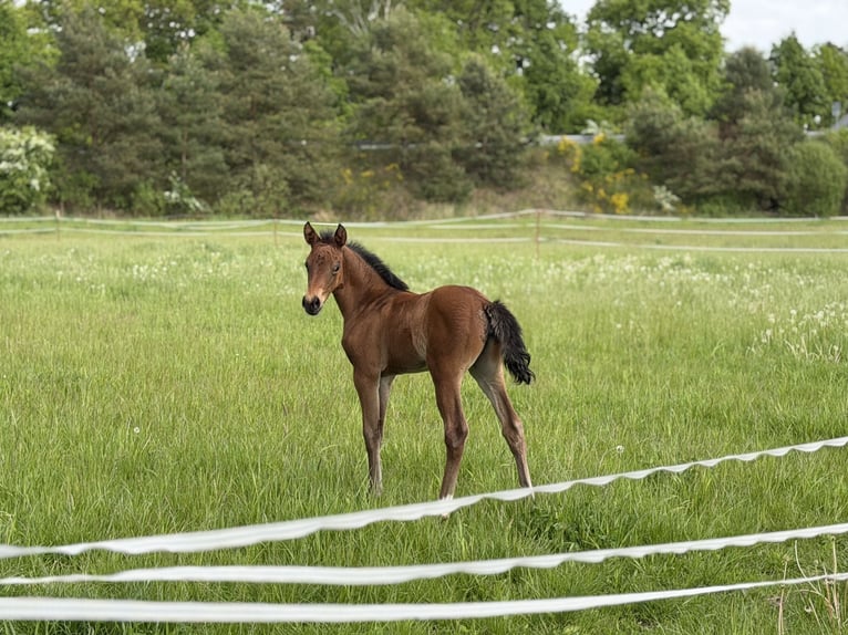 Duitse rijpony Merrie Veulen (04/2026) Buckskin in Mannhausen