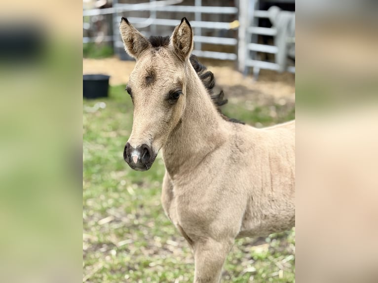Duitse rijpony Merrie Veulen (04/2026) Buckskin in Mannhausen