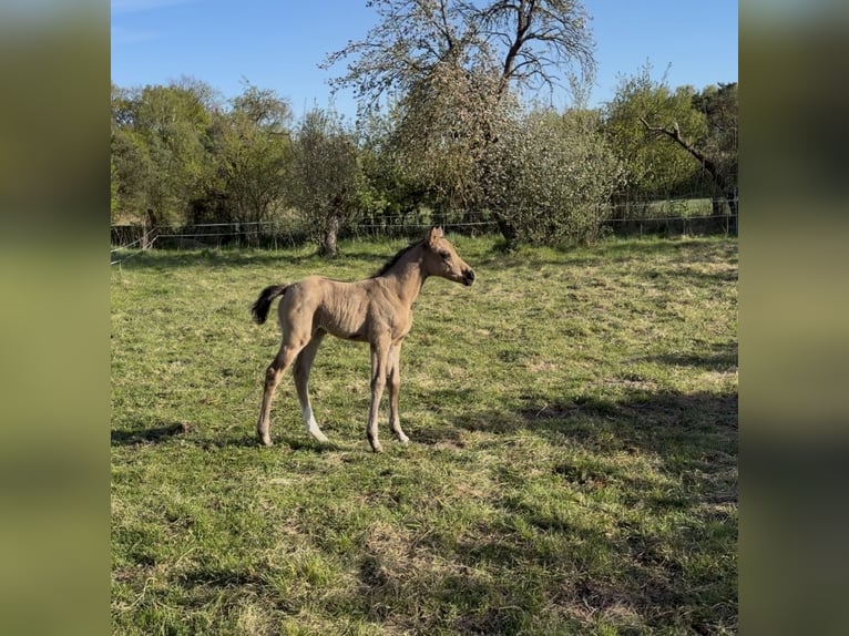 Duitse rijpony Merrie Veulen (04/2026) Buckskin in Mannhausen