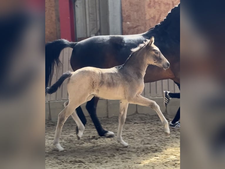 Duitse rijpony Merrie Veulen (03/2026) Buckskin in Göttingen