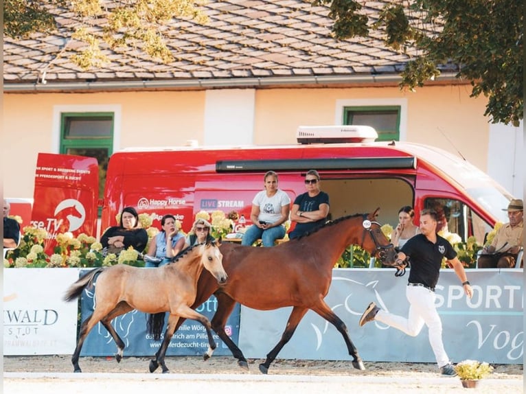 Duitse rijpony Merrie Veulen (05/2025) Buckskin in Pitten