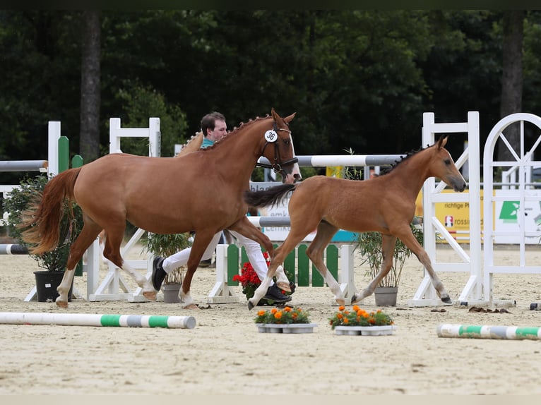 Duitse rijpony Merrie  Buckskin in Xanten