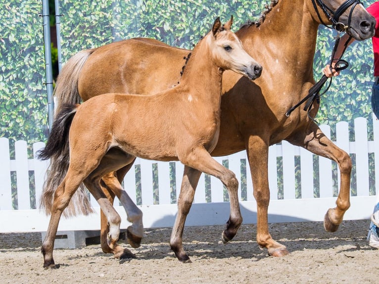Duitse rijpony Merrie Veulen (05/2026) Buckskin in Mnster-Handorf