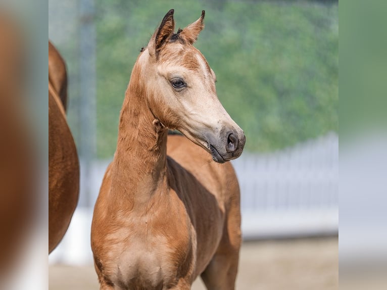 Duitse rijpony Merrie Veulen (05/2026) Buckskin in Mnster-Handorf