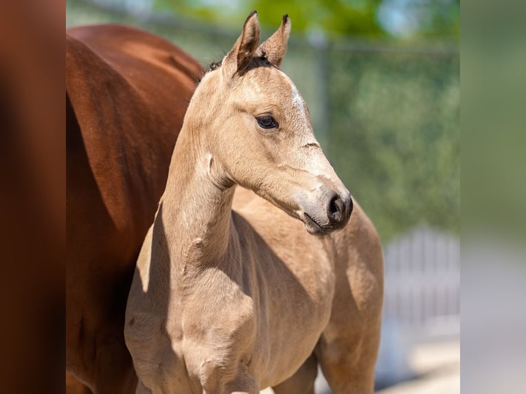 Duitse rijpony Merrie Veulen (03/2026) Buckskin in Mnster-Handorf