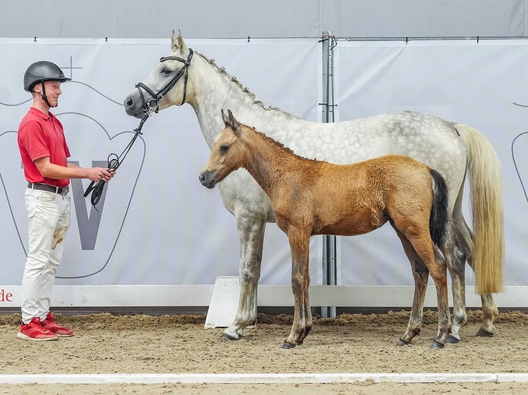 Duitse rijpony Merrie veulen (04/2024) Buckskin in Münster-Handorf