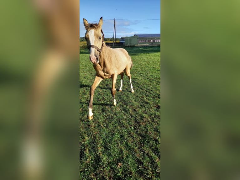 Duitse rijpony Merrie veulen (02/2024) Buckskin in Vreden