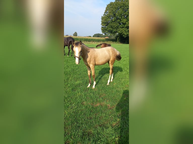 Duitse rijpony Merrie veulen (02/2024) Buckskin in Vreden