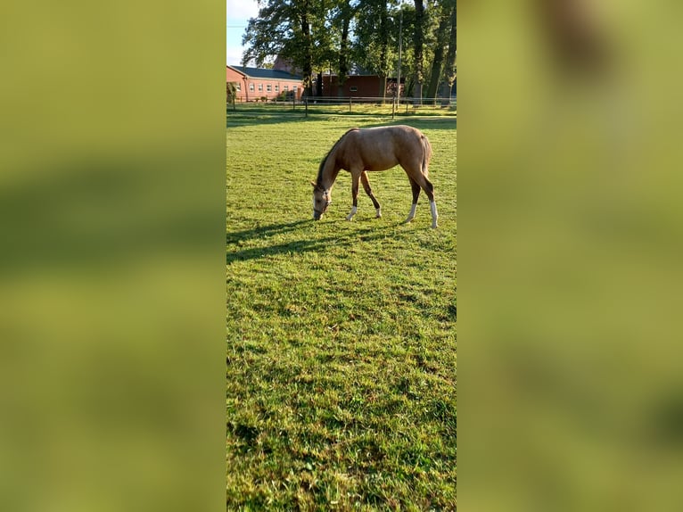 Duitse rijpony Merrie veulen (02/2024) Buckskin in Vreden