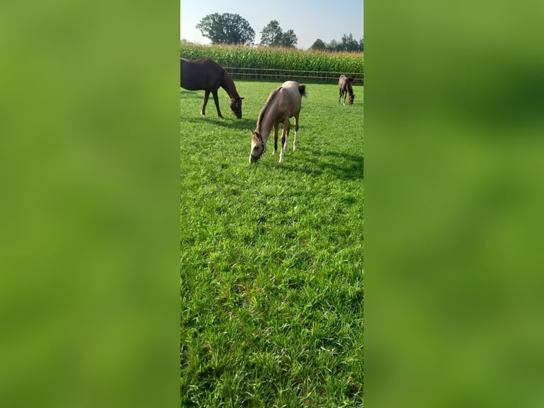 Duitse rijpony Merrie veulen (02/2024) Buckskin in Vreden