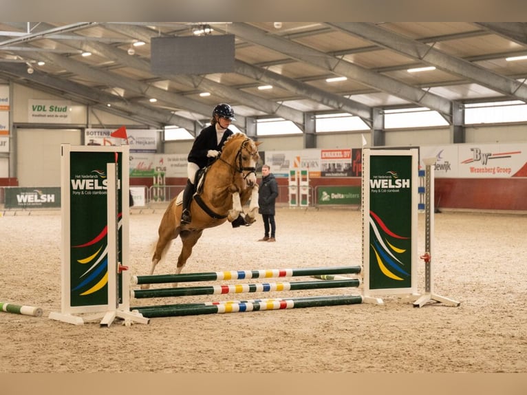 Duitse rijpony Merrie Veulen (04/2026) Buckskin in Geldern