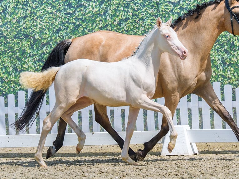 Duitse rijpony Merrie Veulen (05/2026) Cremello in Mnster-Handorf