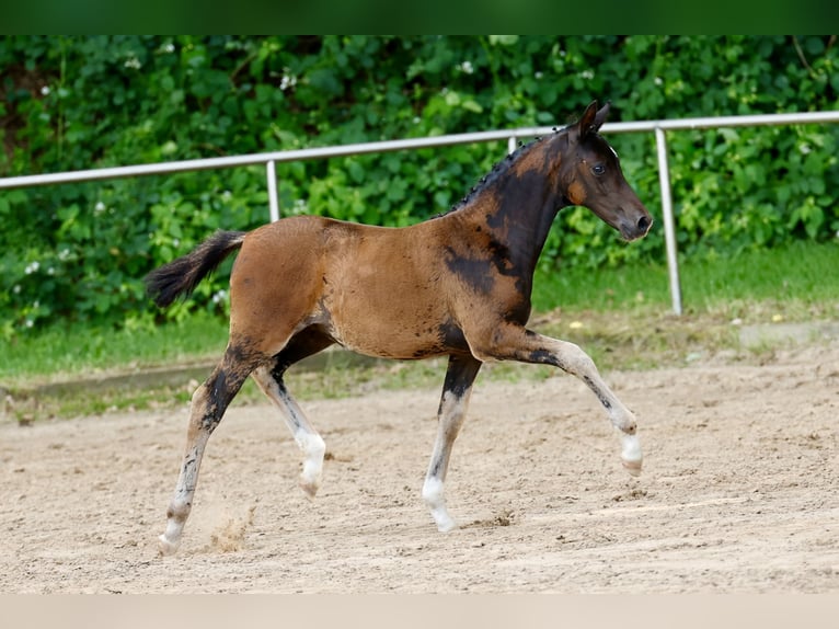 Duitse rijpony Merrie Veulen (04/2026) Donkerbruin in Eydelstedt
