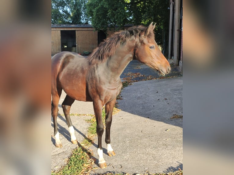 Duitse rijpony Merrie Veulen (03/2025) Donkerbruin in L&#xFC;dinghausen