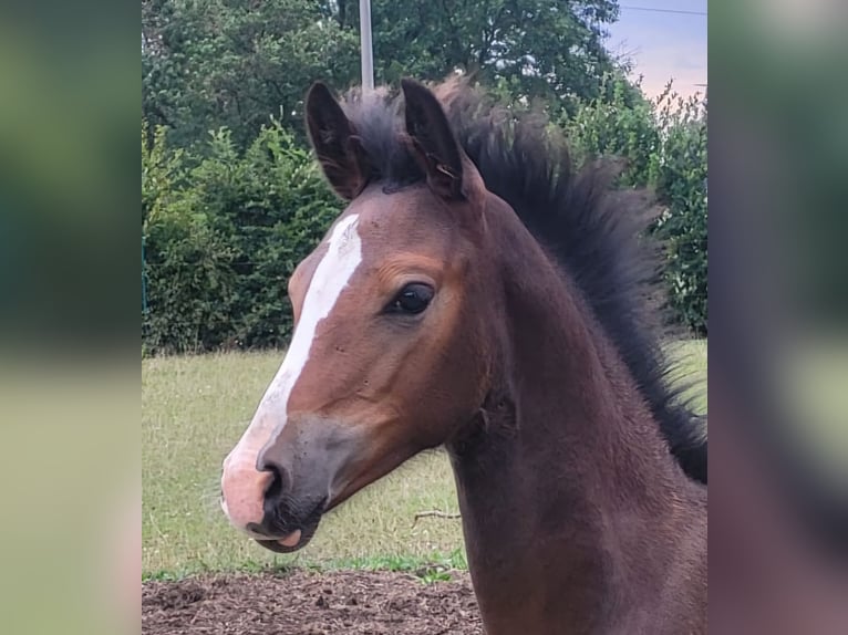 Duitse rijpony Merrie veulen (05/2024) Donkerbruin in Granzin