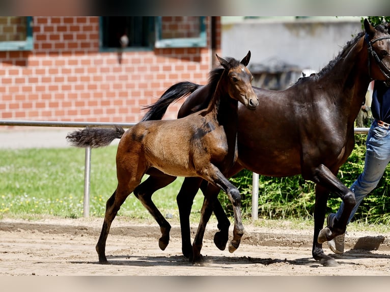 Duitse rijpony Merrie Veulen (04/2026) Donkerbruin in Hoogstede
