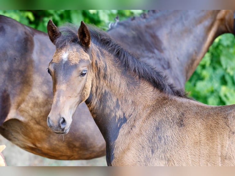 Duitse rijpony Merrie Veulen (04/2026) Donkerbruin in Hoogstede