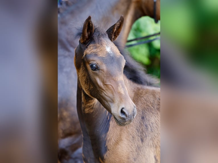 Duitse rijpony Merrie Veulen (04/2026) Donkerbruin in Hoogstede