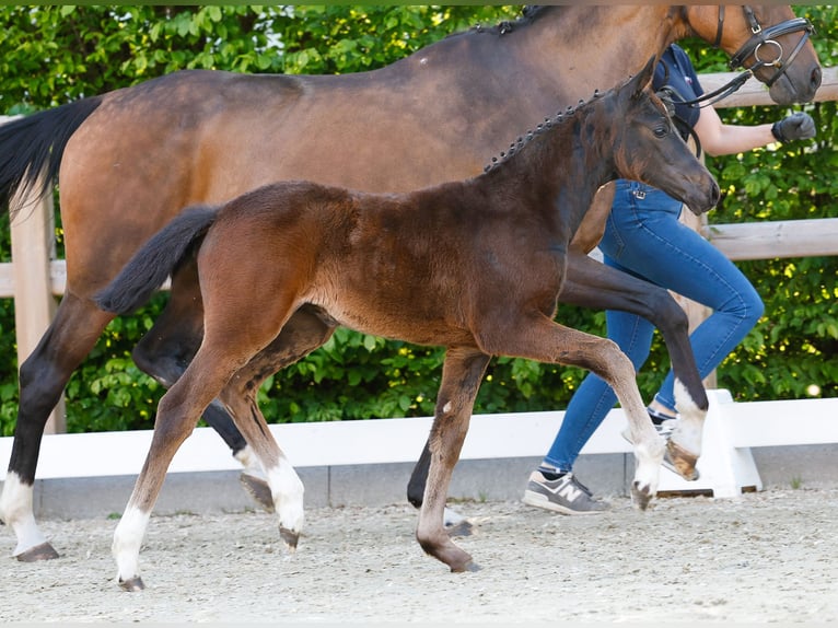 Duitse rijpony Merrie  Donkerbruin in Twistringen