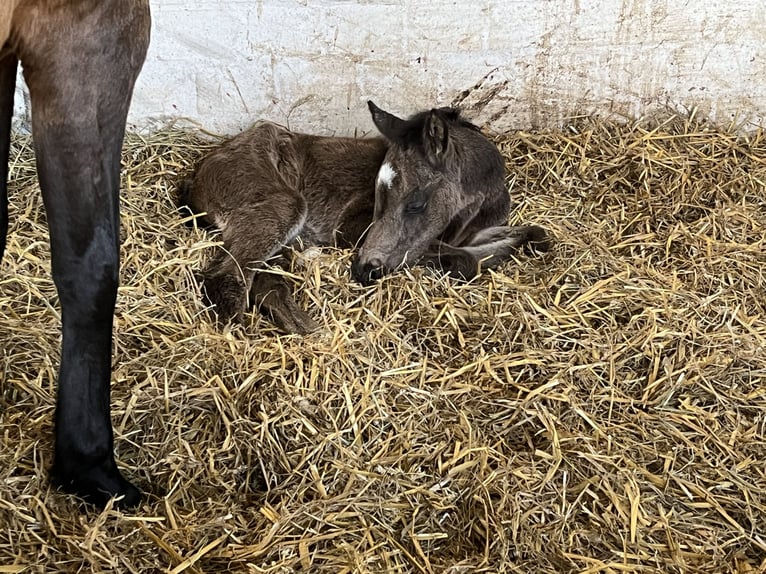 Duitse rijpony Merrie Veulen (03/2026)  in Hiddenhausen