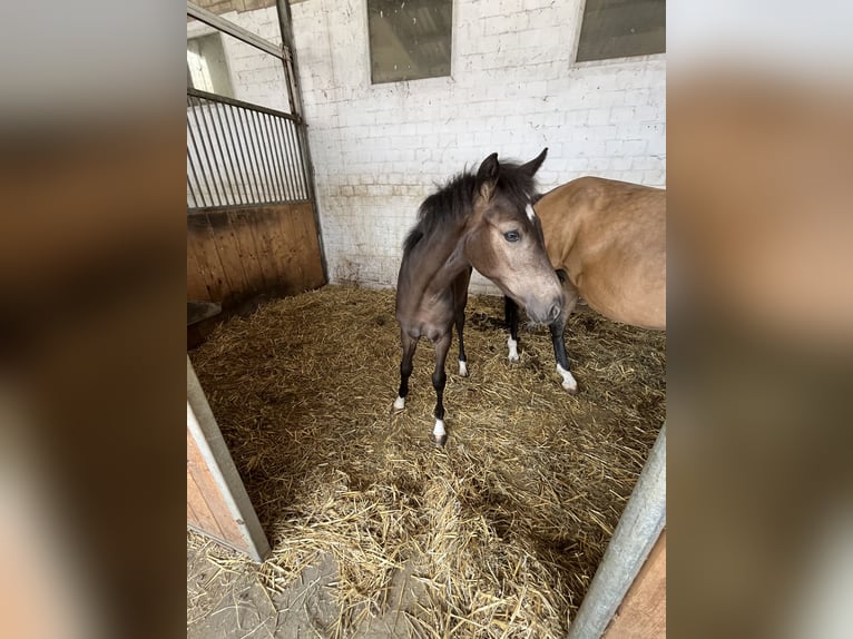 Duitse rijpony Merrie Veulen (03/2026)  in Hiddenhausen