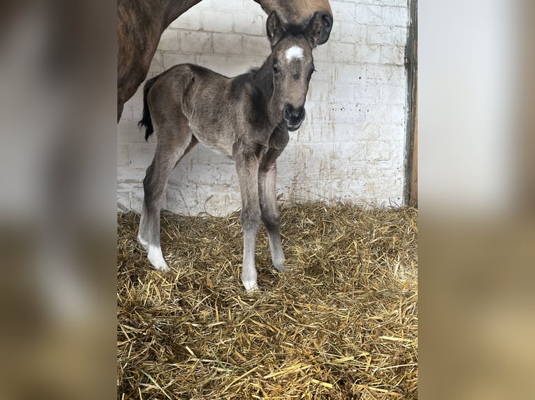 Duitse rijpony Merrie Veulen (03/2026)  in Hiddenhausen